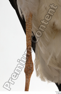 Black stork leg 0003.jpg